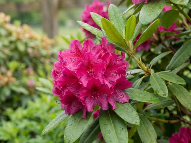 Arboretum Wojsławice