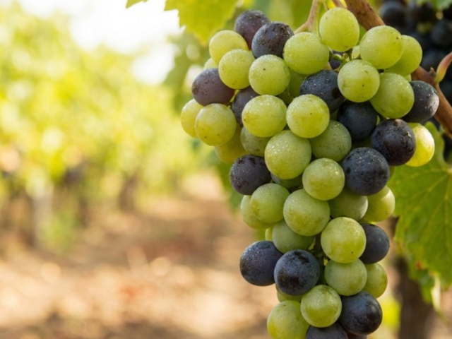 Winnica Niemczańska