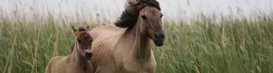  Agroturystyka i konie